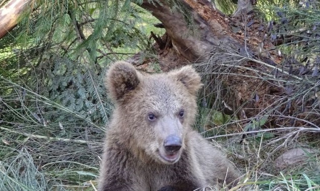 Bärenwelpen im "Alternativen Wolf- und Bärenpark Schwarzwald"